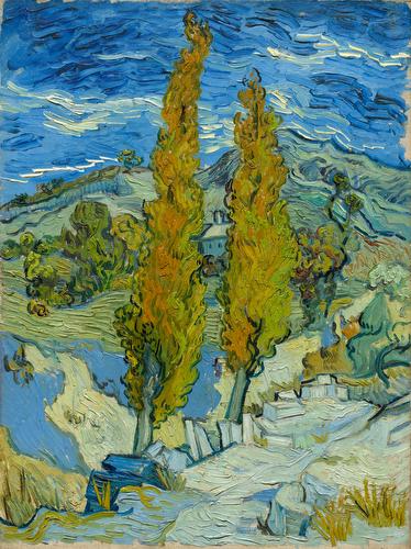 Cypresses Along a Path