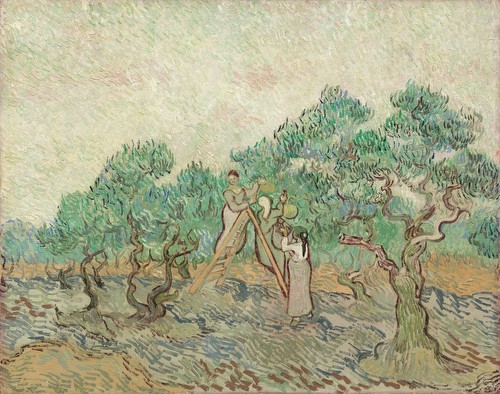 Olive Orchard