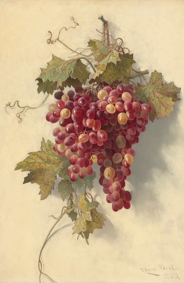 Grapes Against White Wall – Edwin Deakin