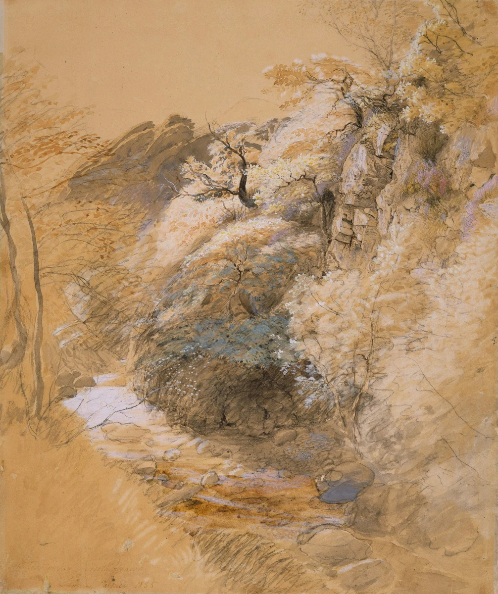 Wooded Ravine with Stream