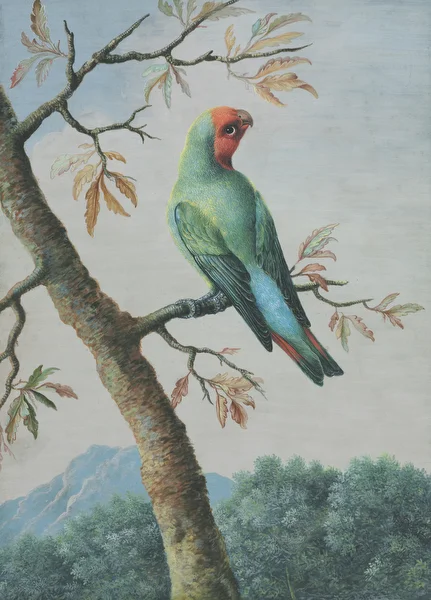 Bird Study: Rosy Faced Love Bird