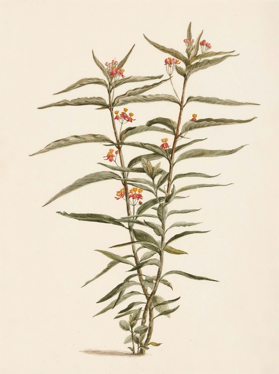 Bloeiende frederiksbloem – Laurens Vincentsz. van der Vinne