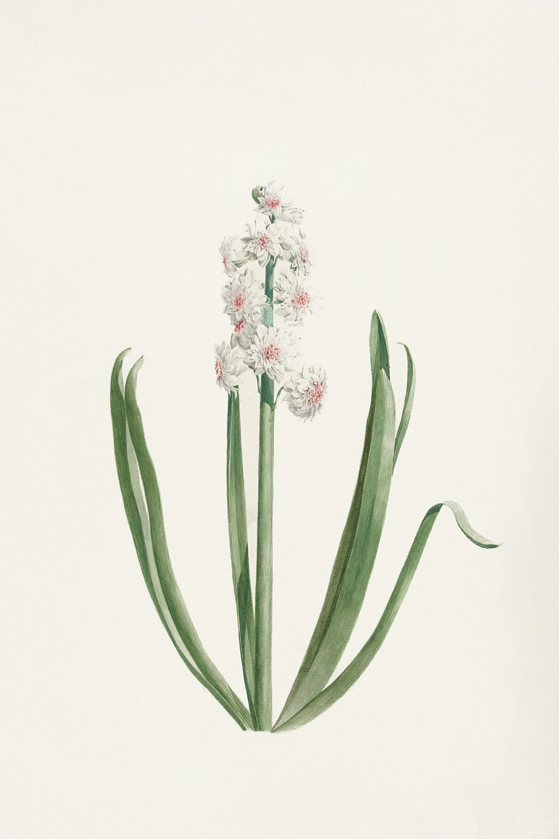 The White Hyacinth Crown of Great Britain – Jan Augustini