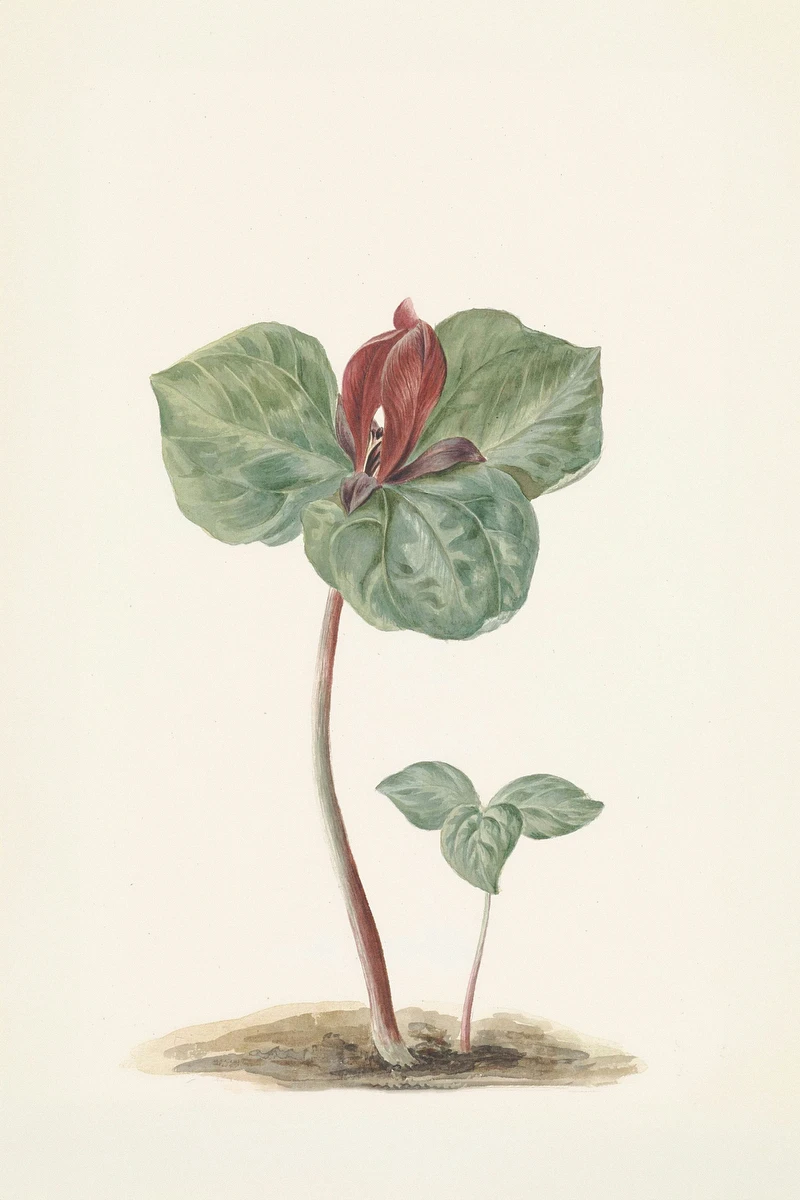Trillium – Jan Jacob Goteling Vinnis
