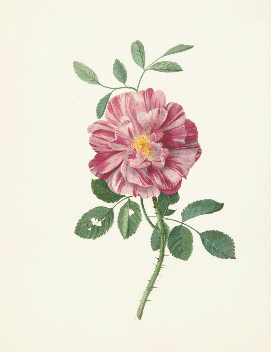 French Rose – Pieter Withoos