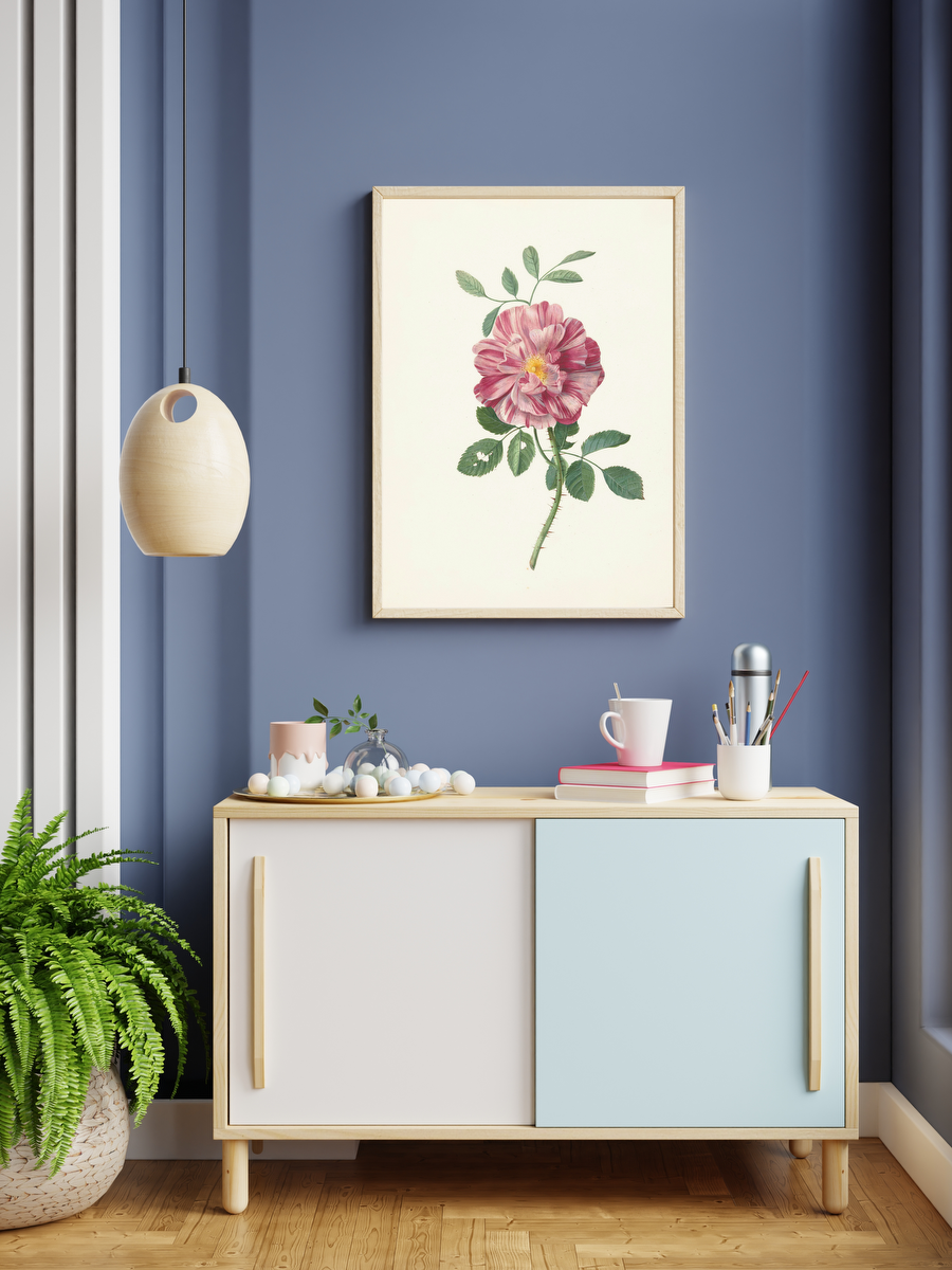 French Rose – Pieter Withoos