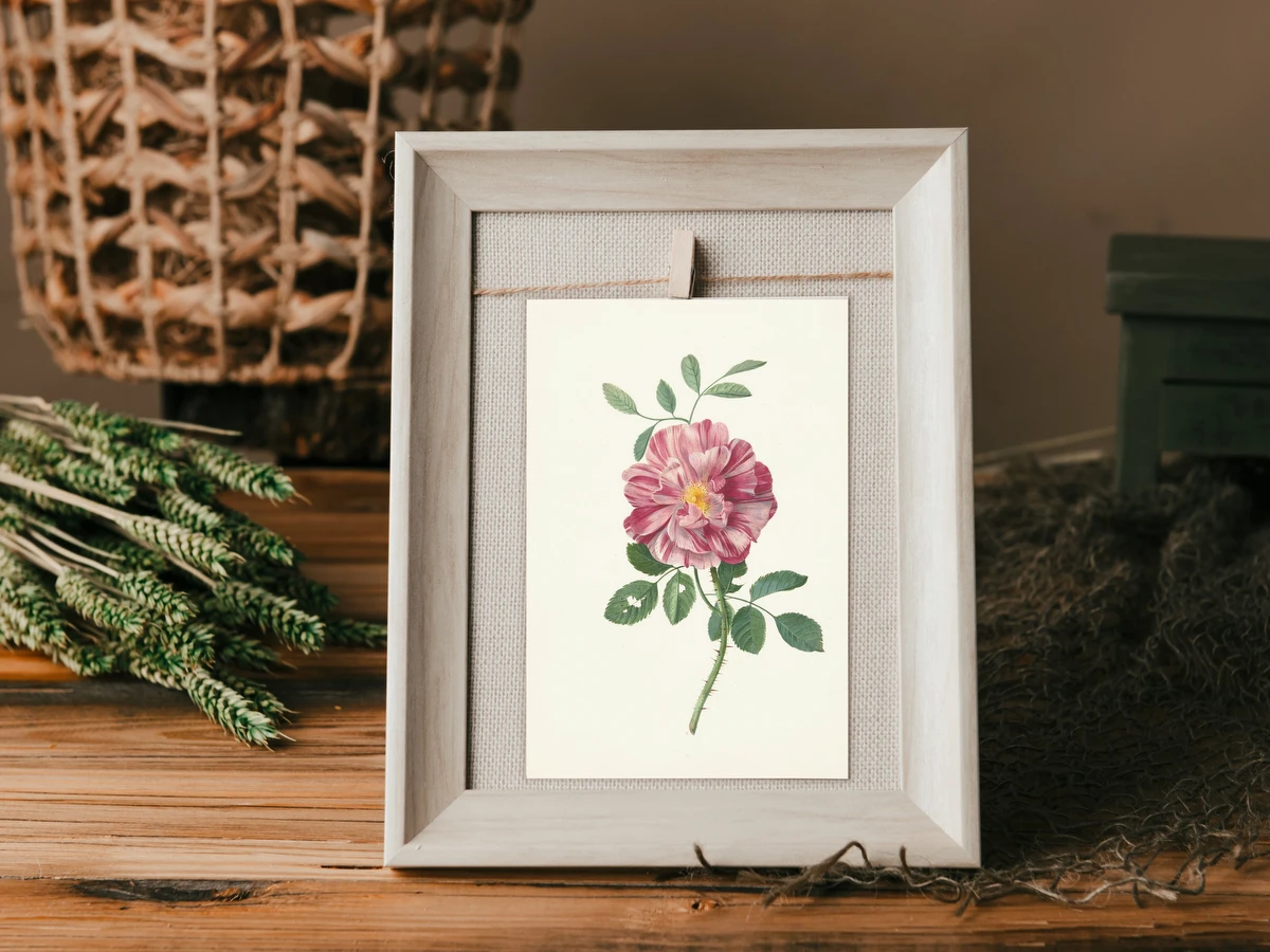 French Rose – Pieter Withoos