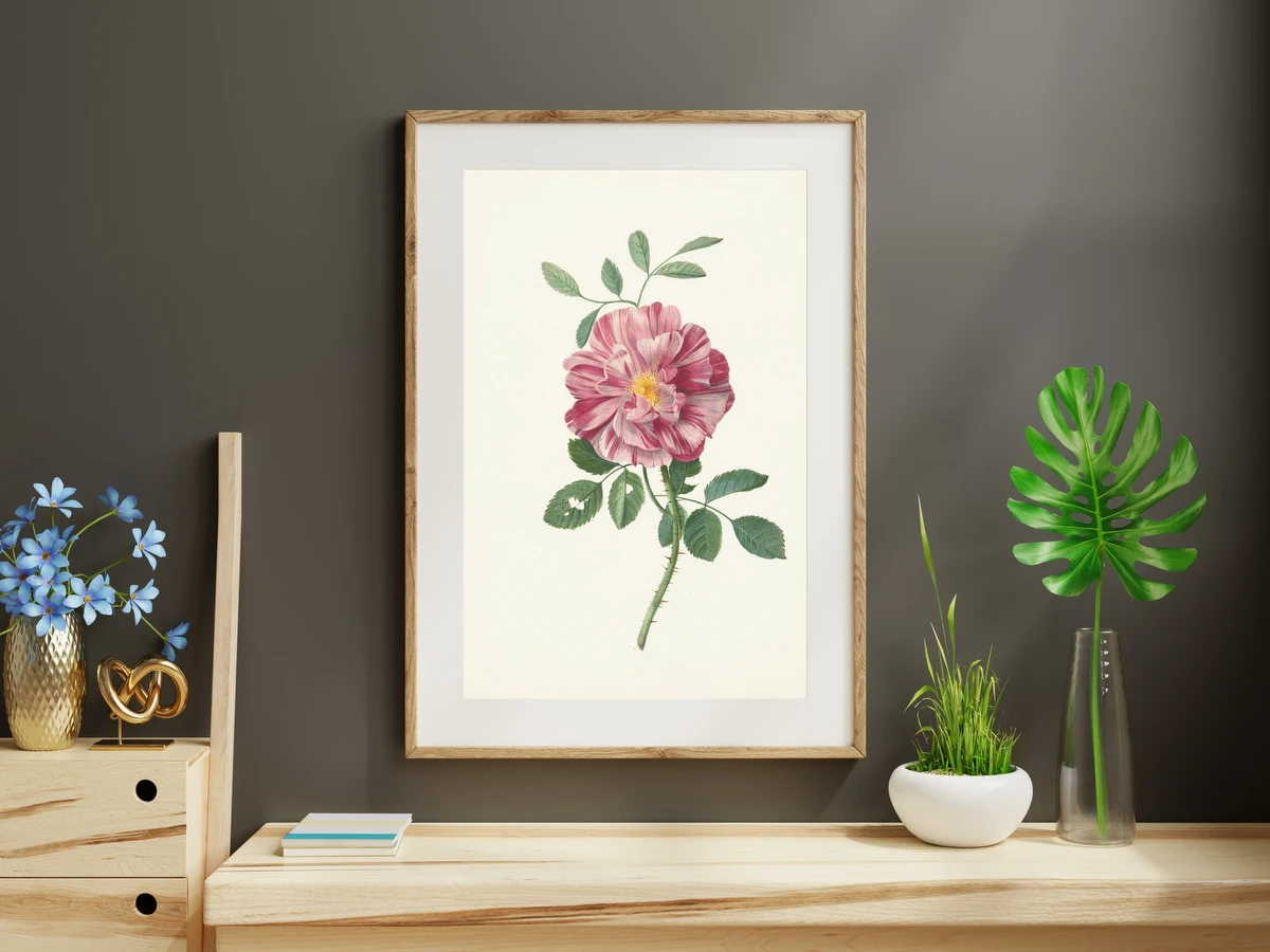 French Rose – Pieter Withoos