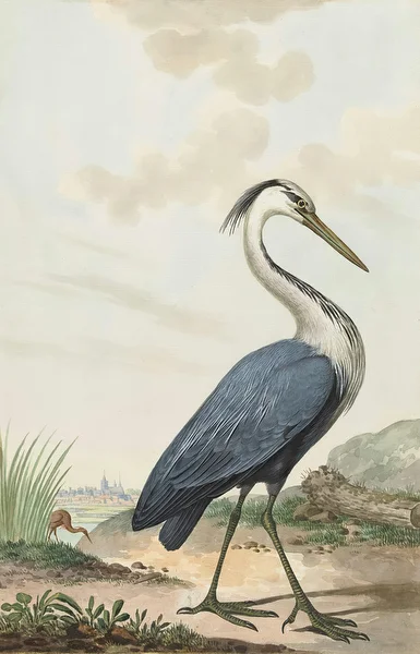Blauwe Reiger