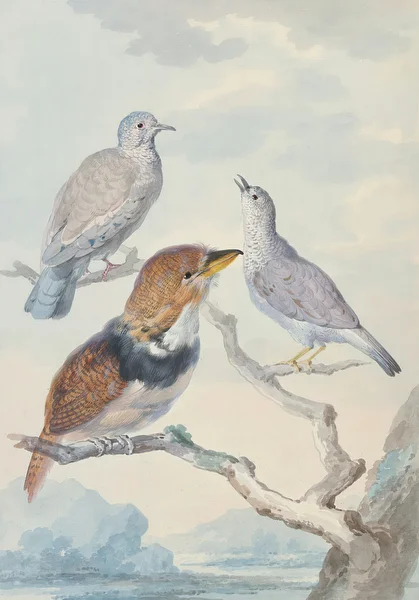Three Birds, Two Incaduives and a Collared Puffbird