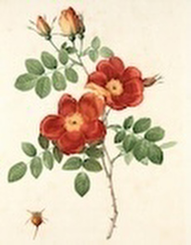 Botanical art